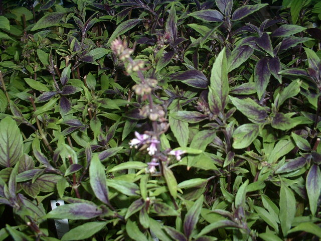 Ocimum basilicum var. 'New Guinea' (seed)